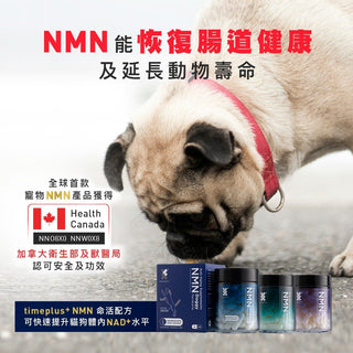 科研成果：NMN能恢復腸道健康及延長動物壽命 - Timeplus+