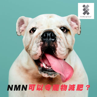 NMN 可以令寵物減肥？ - Timeplus+